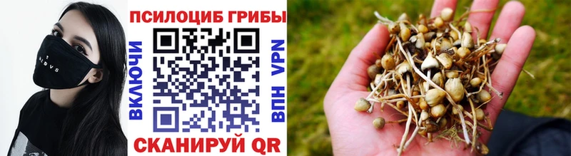 Галлюциногенные грибы мицелий  Купить закладки  Багратионовск 